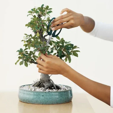 Bring Nature's Rarities Home